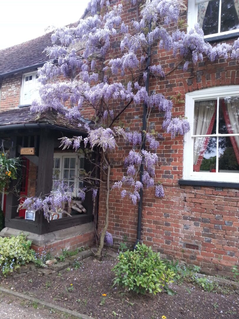 We’re committed to accessibility, ensuring our facilities are designed for everybody. Enjoy a comfortable, inclusive experience at Sheephouse Manor Cottages. Accessibility Wysteria in bloom