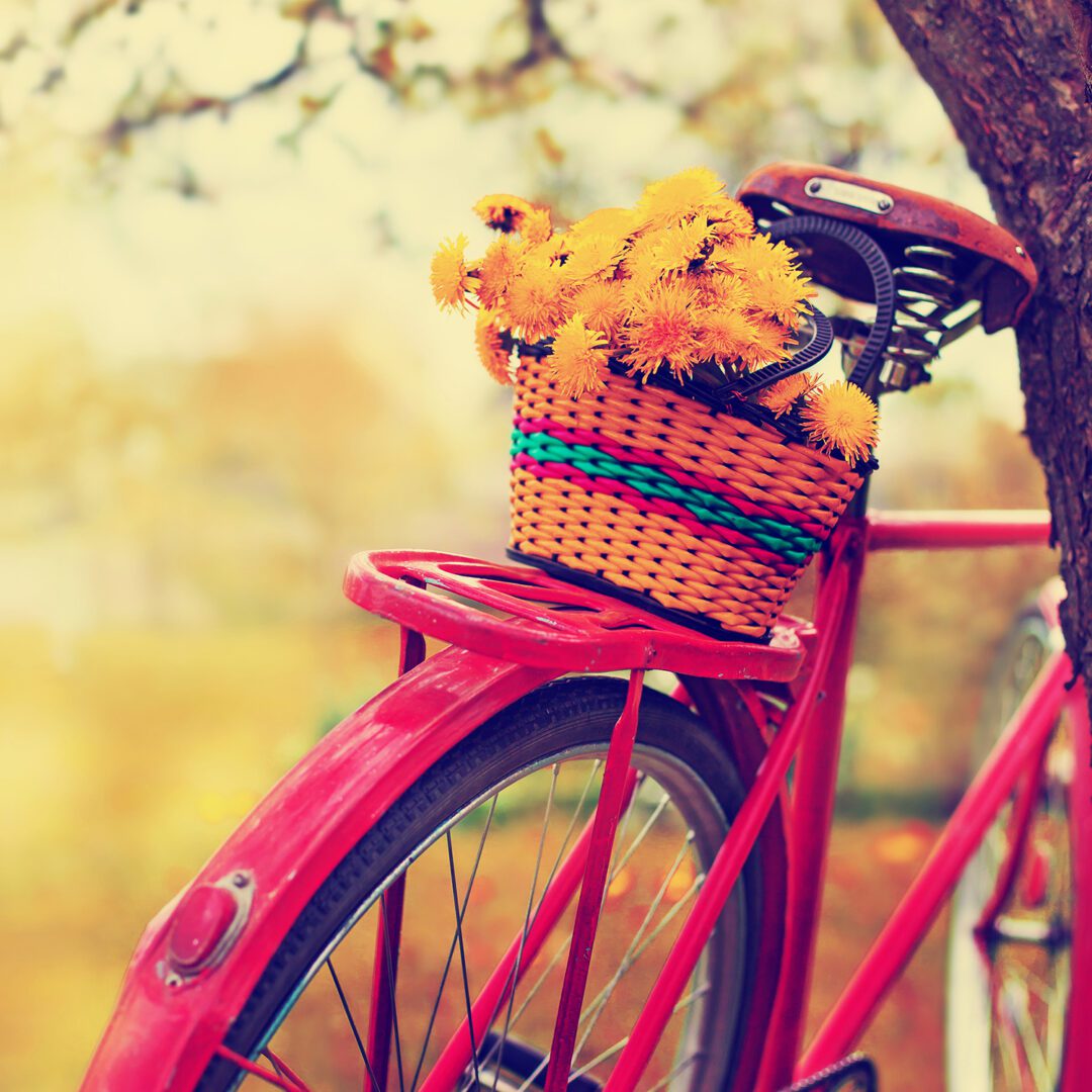 Vintage Bicycle with flowers on landscape background (toned picture)