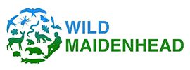 wild maidenhead logo